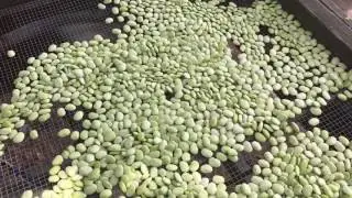 Shelling Butter Beans Part 3/3