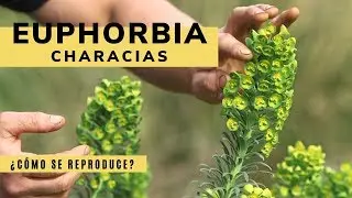 Euphorbia characias: características y reproducción - Bricomanía - Jardinatis