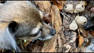 Founds some sweet puffa mushrooms in the woods, more snowdrops