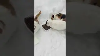 Кому котиков?