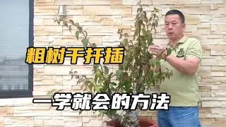 The key to cultivating cuttings is that one cut will sprout and grow roots粗樹幹扡插培育一插就會發芽長根的訣竅