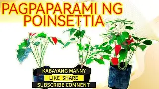 Poinsettia Propagation