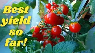Growing Cherry Tomatoes On The Windowsill