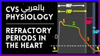 Refractory Periods in Cardiac Action potentials شرح بالعربي | CVS Physiology
