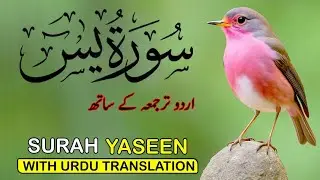 Surah Yaseen Urdu & Hindi Translation | Spiritual Tilawat by Qari Ismail Al Nouri | Episode 335