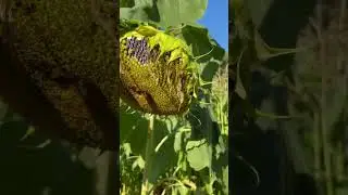 Understanding when to harvest sunflower heads for seed
