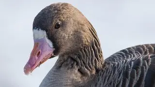 Birds of Russia 3