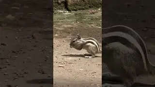 Squirrel eating birds chripping #squirrel #squirrelcomepickmeup #birds #chripping