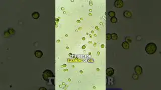 What is Bio Remediation?