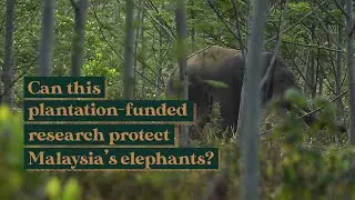Can this plantation-funded research help protect Malaysia&rsquo;s elephants?