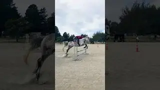 Ignore me🙈 #horse #equestrianshow #equestrian #showjumping #horsejumping #ottb #ottbjumper