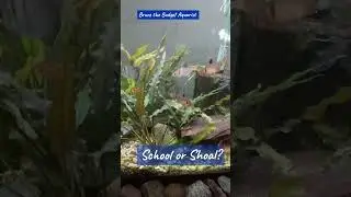 School or Shoal?