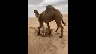 Camels Matting Together - Camel Meeting Shorts #camelsMeeting #camelsMatting