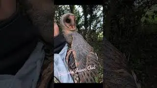 My beautiful girl Bell protecting me ✨ #bellthebarnowl #barnowl #tytoalba #owl #owls #mygirl
