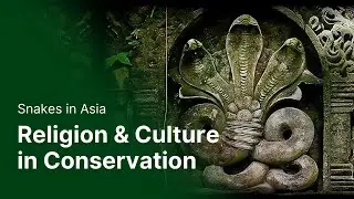 Snakes in Asia - The Role of Religion & Culture in Conservation [Ecochat]