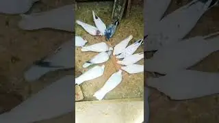 Kabootar Baaz Return🕊️🕊️ #viralkabootar #youtubekabootar #viralshort