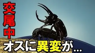 【カブトムシ】 アトラスオオカブトの繁殖 ②ハンドペアリング