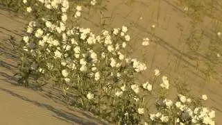 Shifting Sands of Monahans - Postcard From Texas