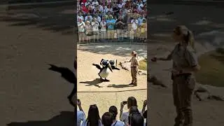 Frulli Frulla Anomaly Brainrot Zoo Feeding 🐧🕶️ #brainrotanimals #shortsfeed #zoo