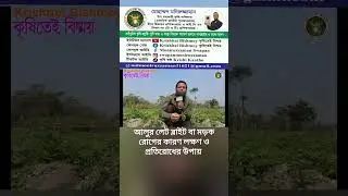 আলুর লেট ব্লাইট দমনের ৫টি উপায় Which Is The New Generation Fungicide To 100% control  Late Blight