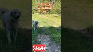 1 MUST DO training tip for your Livestock guardian dog LGD! 🐕🐕#dog #livestockguardiandog