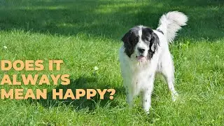 Top 5 Myths About Dogs You Should Stop Believing 🐾❌