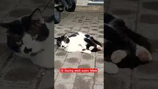 The scared cat squeals loudly #cat #cutecat