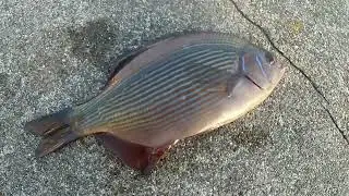 INSHORE SALTWATER FISHING / NORTHERN CALIFORNIA (S:1, E:9)