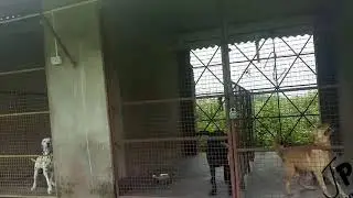Dog farm in baripada