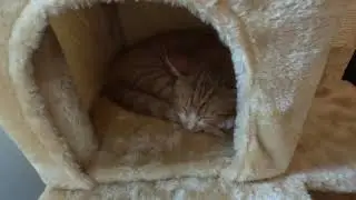 New cats in our home: Mango and Kaneli