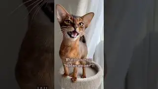 Oh no!! 😱 Abyssinian cat loud meows. Talking cat #abyssinian #catshorts #meows #meowslovers #fypシ゚