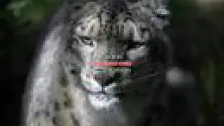 snow leopards
