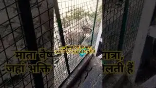 #matavaishnodevi 🙏🙏💥 #devotional #bhakti #animals #trending #shorts #viralvideo #travel #song #video