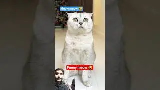 Cat meow Billi 🤓 #funny #cats #catvideos #cat #cute #animals #funniestvideo #catblogger #kitty