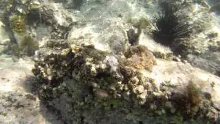 Octopus filosus