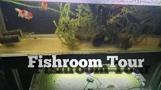 Fishroom Tour and Plans for the Year Ahead.