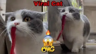 Viral Cat Walking Video  #catwalking #cat #anmals #pets #cutecat #hungrycat #viralcats