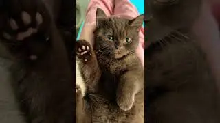 Cute brown cat 🤎🐻 #shorts #britishshorthair #browncat #cute
