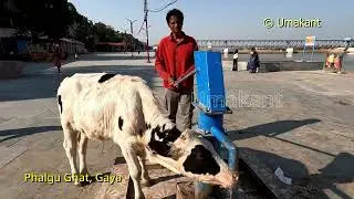 Feeding Water To a Thirsty Cow | Phalgu Ghat, Gaya | A Divine Moment of Compassion