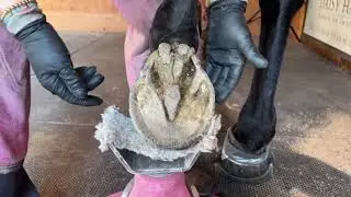 ZOOTECH 227 | Common Equine Diseases & Health Management | AY 2022-2023