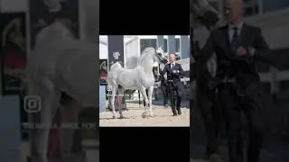 #horse #usa #animals #england #germany #italy #france #reels #trending #freefire #art #best #comedy