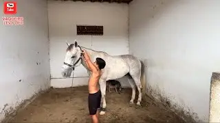 VAQUEIRO LEVY TIRANDO OS CAVALOS DAS BAIAS