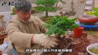 要想云竹生长得好，养护方法要知道！