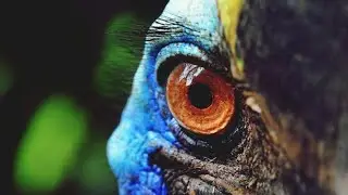 The Most Dangerous Bird in Australia &ndash; The Cassowary!