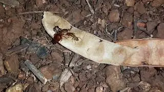 alpha termites making strange noise #insects #study #insectslife #behaviour