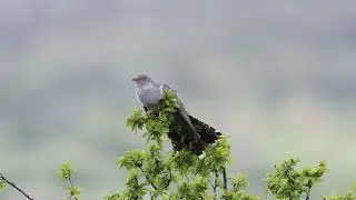 Common cuckoo - Aldomirovtsi Marsh