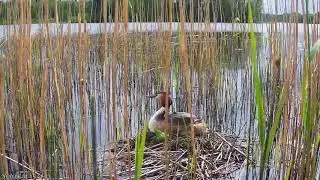 Great crested grebe On The Nest | Natural Sound | Silence TV
