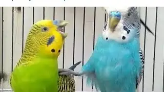 Australian beautiful bird's sounds 