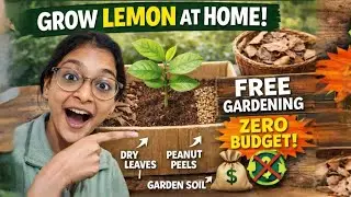 Grow Lemon at Home for FREE 🍋 | Recycled Box Gardening | Zero Waste Gardening l easy gardening ♻️🏡