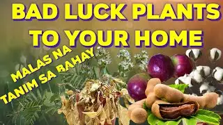 BAD LUCK PLANTS